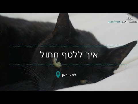 וִידֵאוֹ: איך מורידים את הריח של שתן החתול מהנעליים