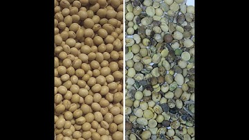 Wesort Soybean Color Sorter