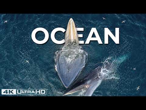 OCEAN GIANTS | Titans That Dominate the Deep Sea | Nature Animal Documentary