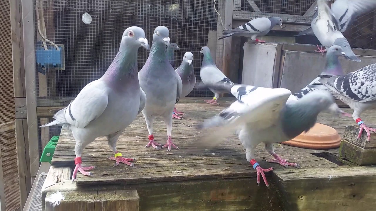 Palomas mensajeras Dallas