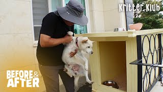 Dog Chooses To Be Homeless Despite The Cold Weather | Before & After Makeover Ep 50