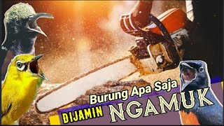 🔴Suara BERISIK GERGAJI MESIN memancing emosi burung MACET dan Muda hutan [chainsaw noise]