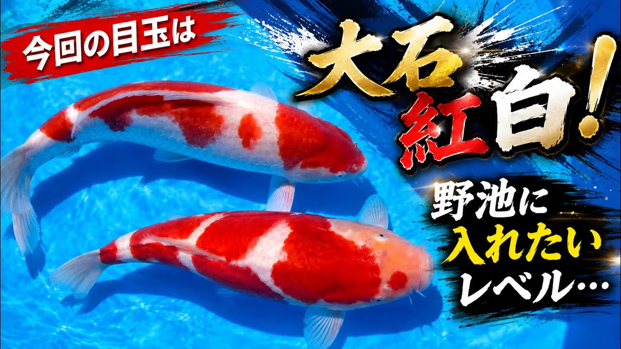 koi様　確認用 Listing These Top-Quality Oishi Kohaku on Yahoo! Auctions! - YouTube
