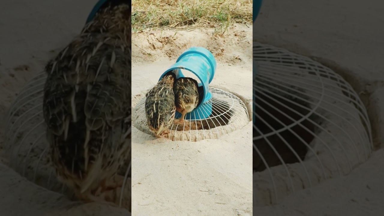 New Method Unique Quail Trap 