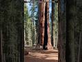 The Biggest Living Thing on Earth! #shorts #viral