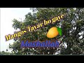 Mangoes are ready  mango tayar ho gaye  shahzeb munir vlog