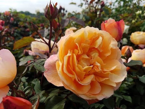 David Austin Rose® Lady Emma Hamilton™//Glorious❤️💛 English Rose with a delicious fragrance!