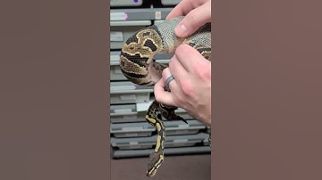 Guy Helping a Sapphire Ball Python in Its Shedding  Process