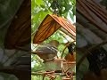 Male and female orioles