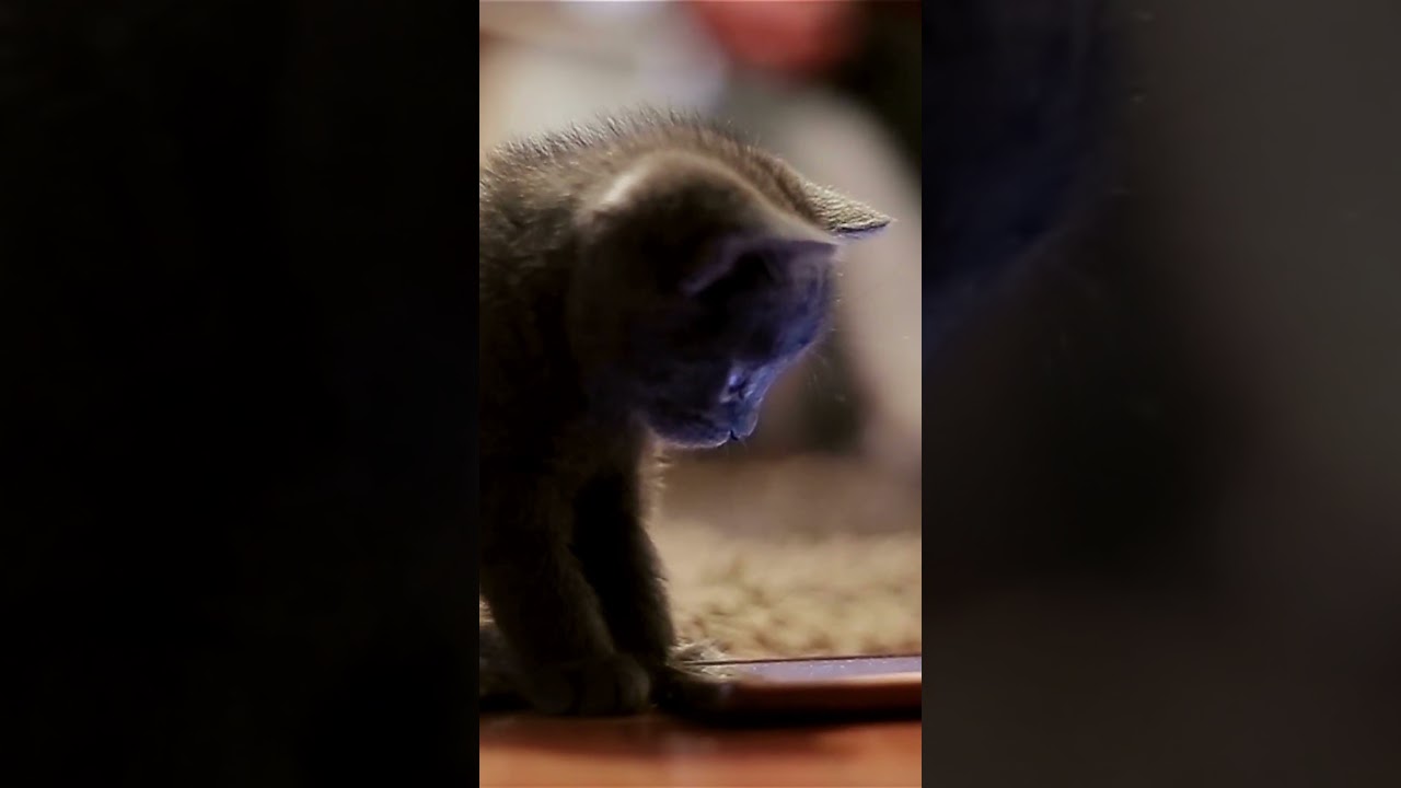 how to hack battle cats mobile