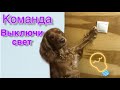 КОМАНДА «ВЫКЛЮЧИ СВЕТ» // обучение команде || Spaniel Basta