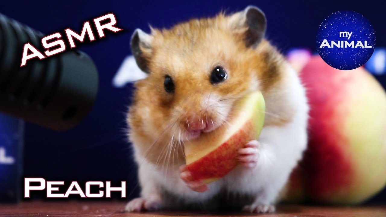 ASMR | Hamster Eating Peach 🐹11