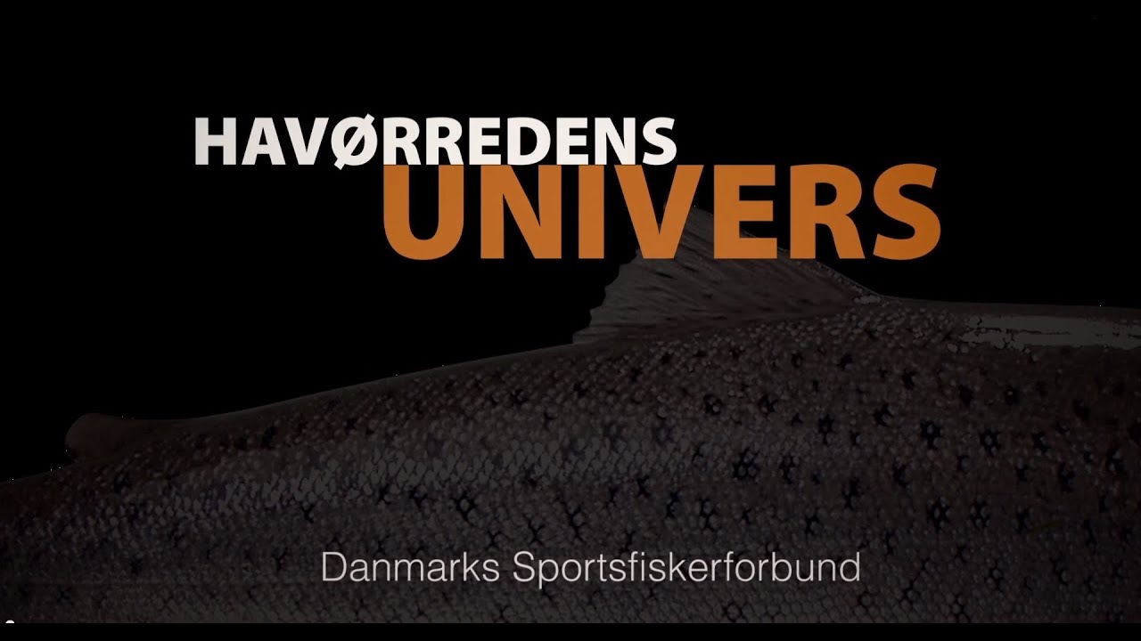 Havørredens Univers