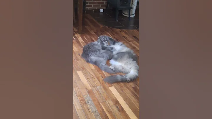 Watch the video about Samson and IcLyn wrestling this morning!! #godisgood #love #cute #mainecoon #funny #kitty