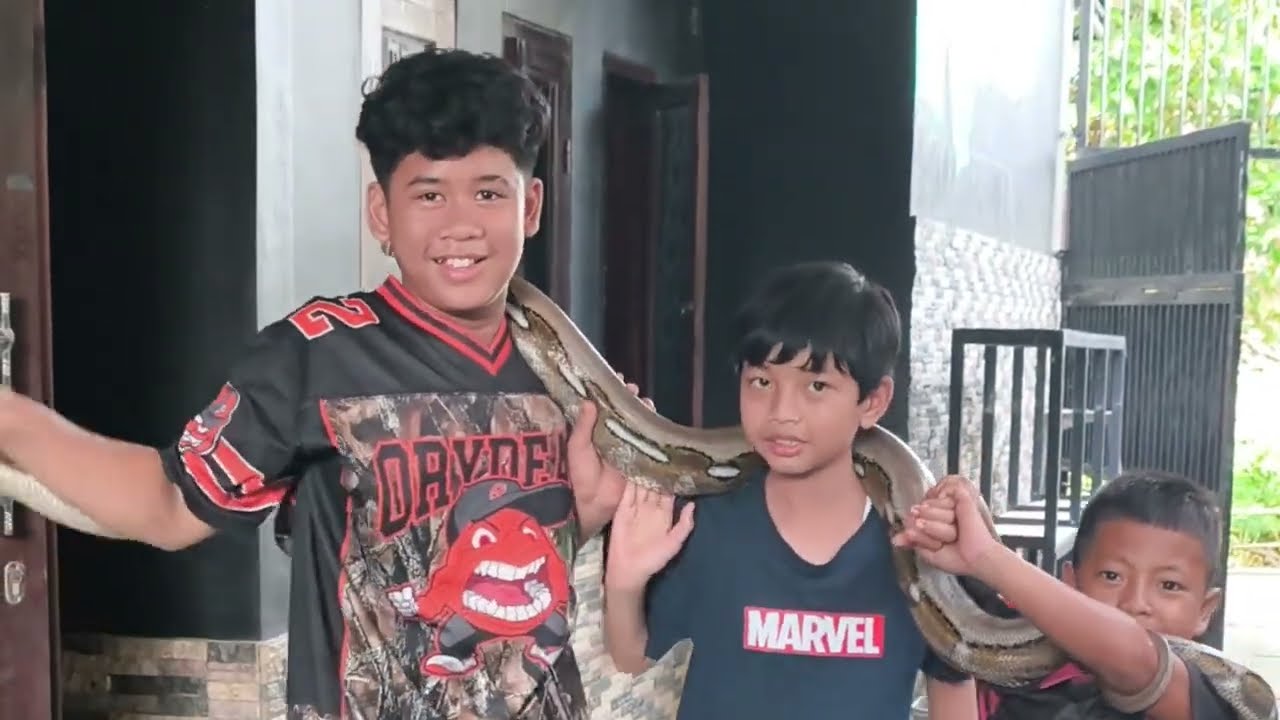 Berburu eceng gondok di sawah dapet bonus ular 