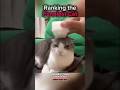 Ranking the Funniest Cat Moment 😹 #comedy #cats #cats #funny #ranking #shorts