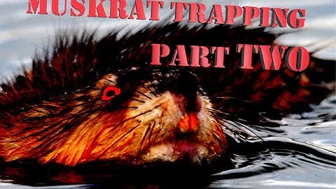 Muskrat Trapping - Muskrat Madness #3 (Part 2)