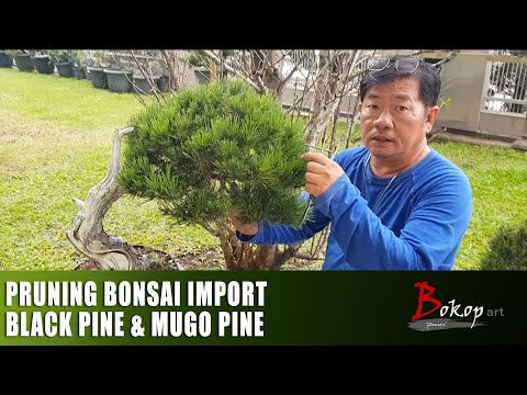 Video: Penanaman Pinus Mugo: Tips Merawat Pinus Mugo Di Lanskap