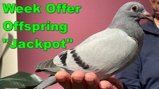 Week Offer with descendant SUPER BREEDER JACKPOT