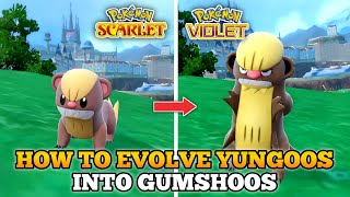 How To Evolve Yungoos Into Gumshoos In Pokemon Scarlet And Violet