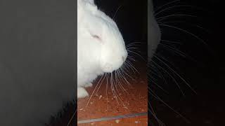 mi conejo o mi box se a hecho de noche #yosoydelos7mil