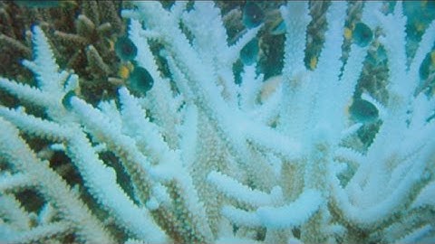 A  scientific tool to predict coral bleaching