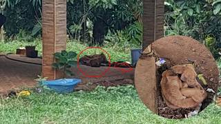She Was Chained in the Sun Starving for Years, Then One Meal Changed Her Whole Life Forever!