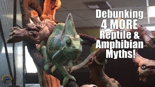 Debunking 4 More Reptile and Amphibian Myths!