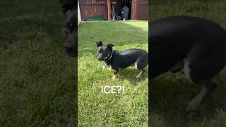 HELP #dogs #funny #horchata