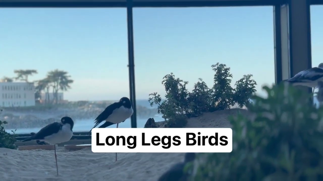 Long Legs Birds 