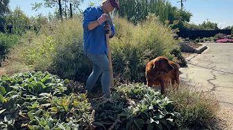 Dividing Lamb's Ear for Tons of FREE Plants! 🪴🪴🪴