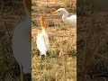 Heron Bird Cattle Egret Bird Heron And Cow Cows Heron Bird Bird Cow Nature 