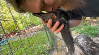 Geese Emus Cats And Turkeys. Animal Sanctuary Vlog