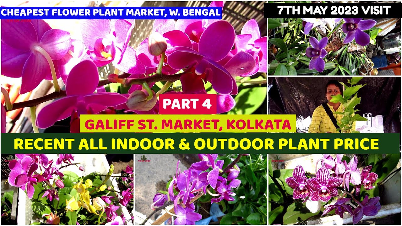 Recent Week All Flower Plant Price Update Galiff Street Cheapest Plant