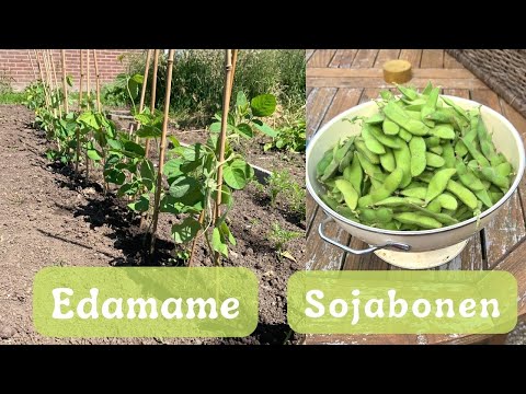 Video: Over sojabonenplanten - Tips voor het kweken van sojabonen in tuinen