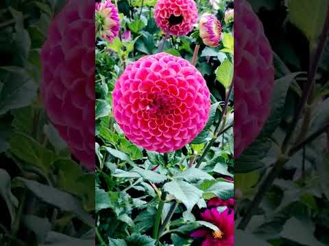 वीडियो: डाहलिया की किस्में - विभिन्न प्रकार के डहलिया फूलों के बारे में जानें