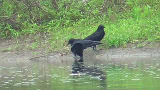P0059　Oita River　Young Bird eating food by mouth-to-mouth from its Parent Bird  (Wild Carrion Crow)