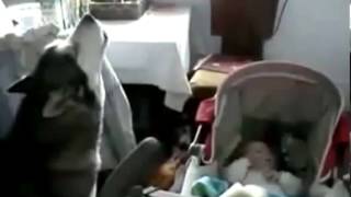 ПРИКОЛ СОБАКА ПОЕТ КОЛЫБЕЛЬНУЮ МАЛЫШУ ПРИКОЛ СОБАКА ПОЕТ КОЛЫБЕЛЬНУЮ МАЛЫШУ