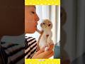 Very Cute Kitten Moments Shorts Shortsfeed Cute Very Cute Kitten Moments Shorts Shortsfeed Cute