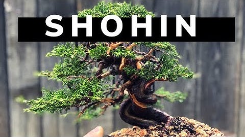 SHOHIN ITOIGAWA JUNIPER
