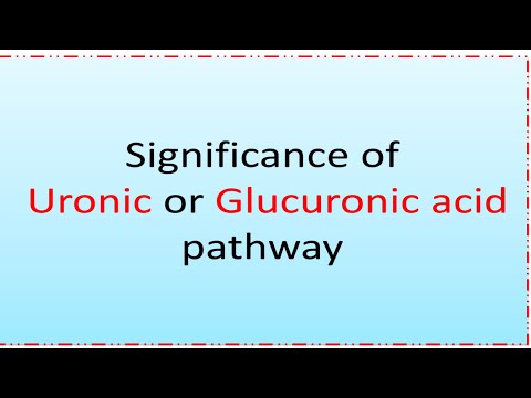 Video: Varför är glukuronsyra viktigt?