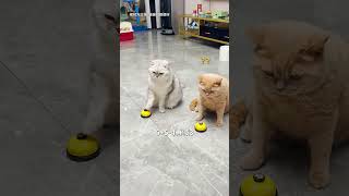 【#乔巴日记】同样都是猫,差距咋就这么大呢?#萌宠成精了 #猫咪 #猫咪的迷惑行为