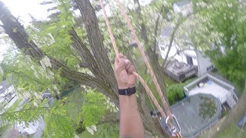 DANGER large black locust with split ready to go EXPERT TREE SERVICE