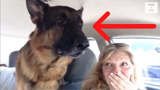 Double Coat German Shepherd Dog Suddenly Realizes He Is At The Vet