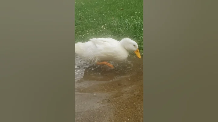 Tiki the special needs ducks.