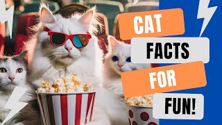 10 Ways Indoor Cats Entertain Themselves | Cat Facts For Fun #cat #catfacts