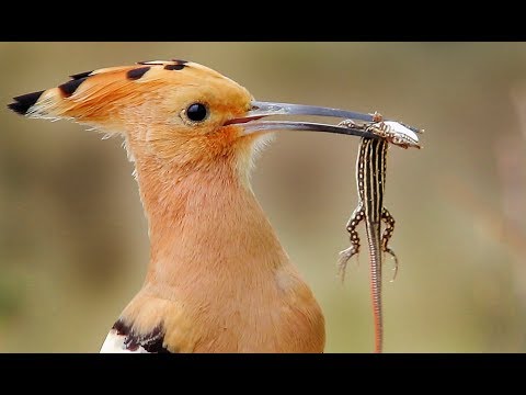 Video: Rozdíl Mezi Aves A Savci