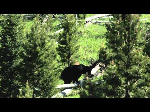 Video: Grand-Teton-Nationalpark: Der vollständige Leitfaden