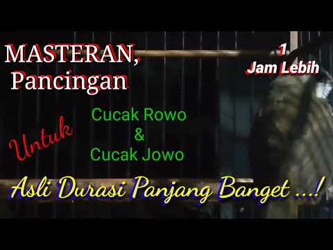 Masteran, Pancingan Cucak Rowo, Trucukan 1 jam lebih