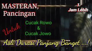 Masteran, Pancingan Cucak Rowo, Trucukan 1 jam lebih